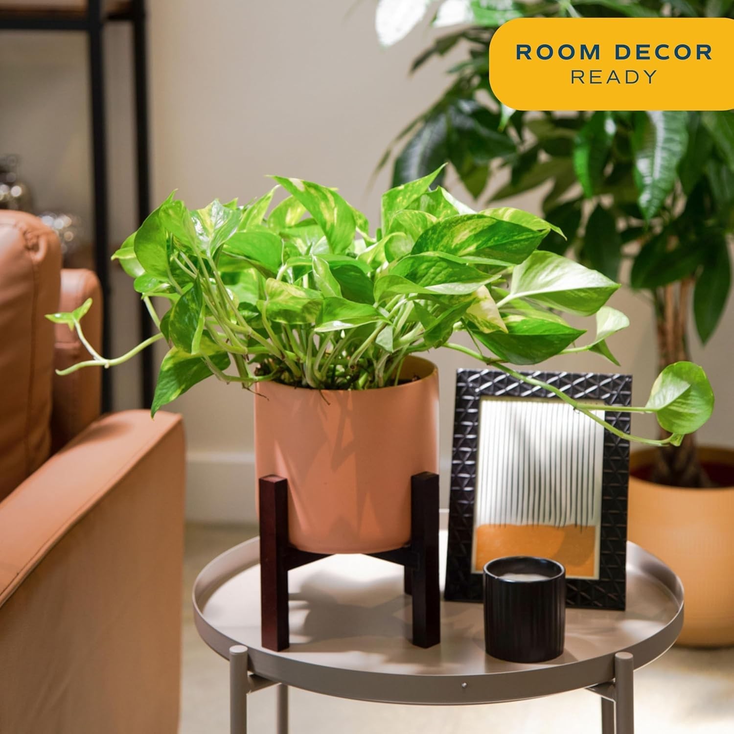 Pothos Plant – Easy to Grow Vining Indoor Plant, 1 Ft Tall – Air Purifying