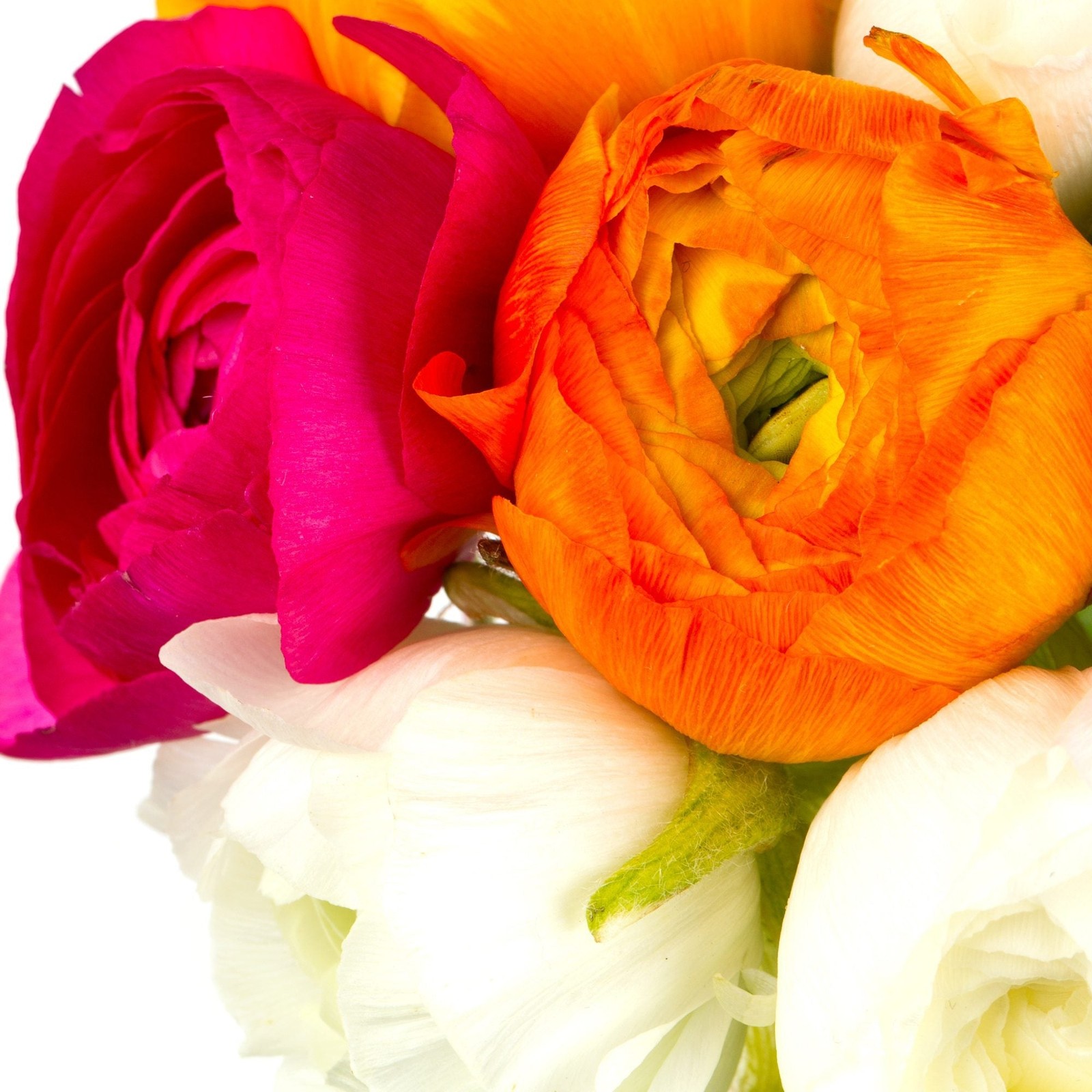 Easy to Grow Ranunculus Buttercup Spring Fever Collection 30 Plant Bulbs