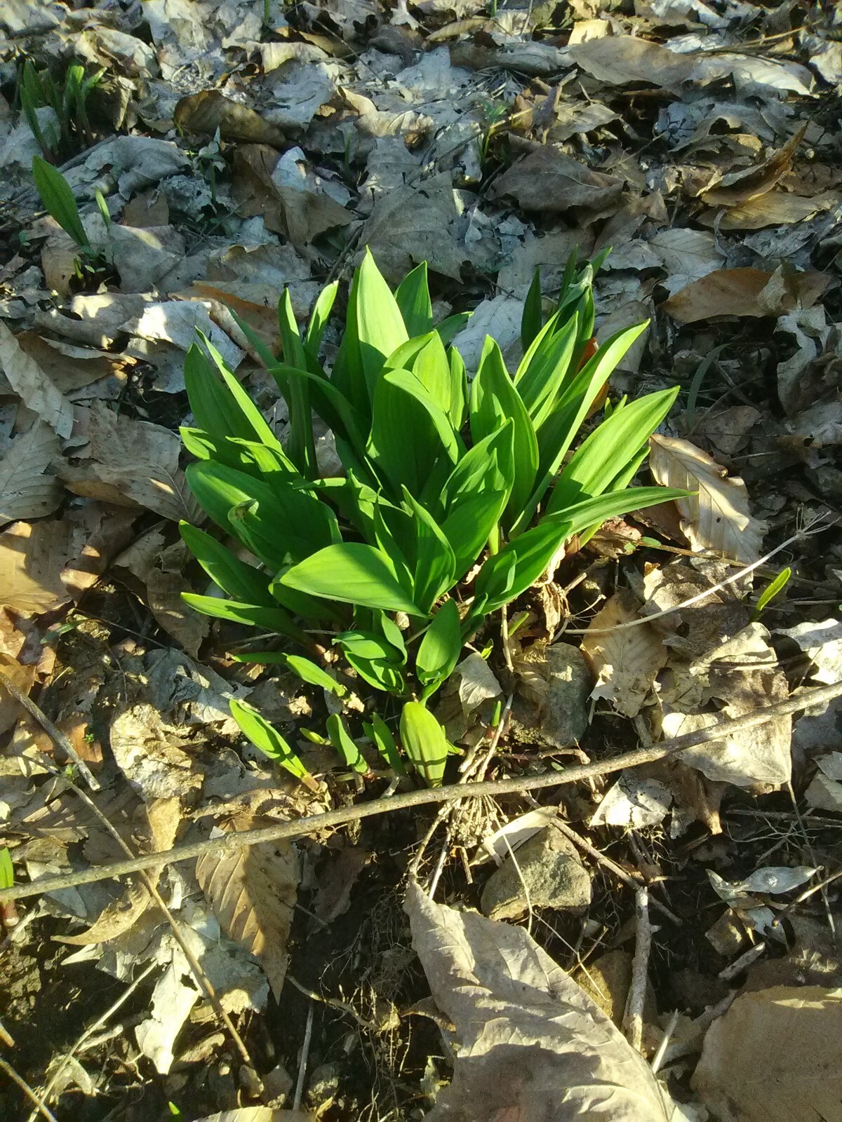 10 Bare root wild leek bulbs (ramps) for planting