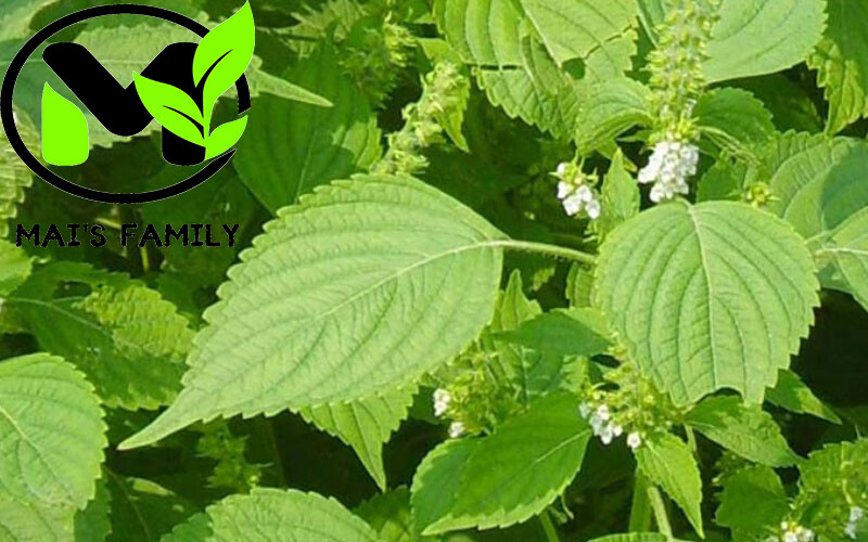 Vietnamese Balm seeds, Balm seeds,Hat Rau Kinh Gioi,Easy to Grow, Delicious!!