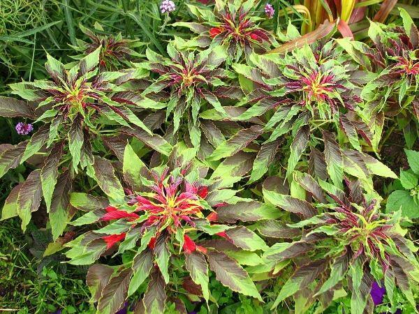 Amaranthus tricolor | Edible Amaranth | Tampala | Joseph’s Coat | 100 Seeds