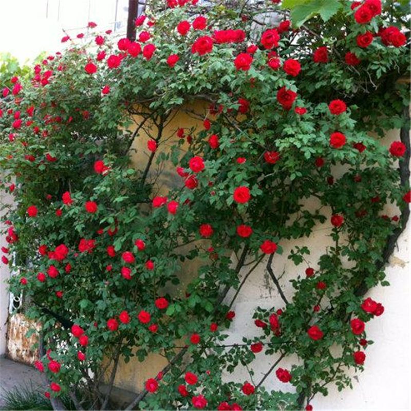 25 CLIMBING ROSE SEEDS Garden Plant Flower rare exotic USA seller FREE shipping