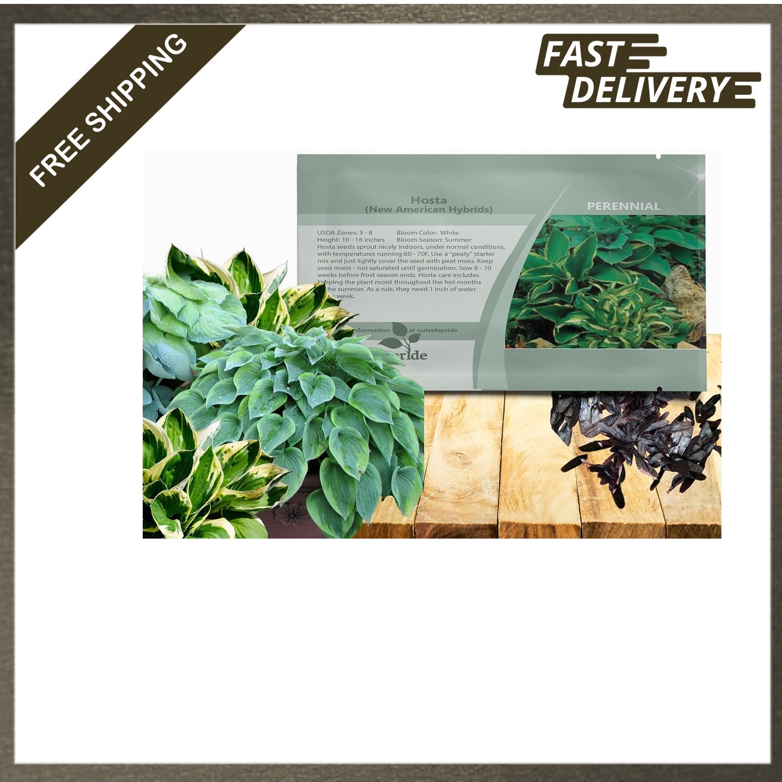 Hosta Seeds 50 Pcs Perennial Flower Seeds Shade Loving Garden Border Container