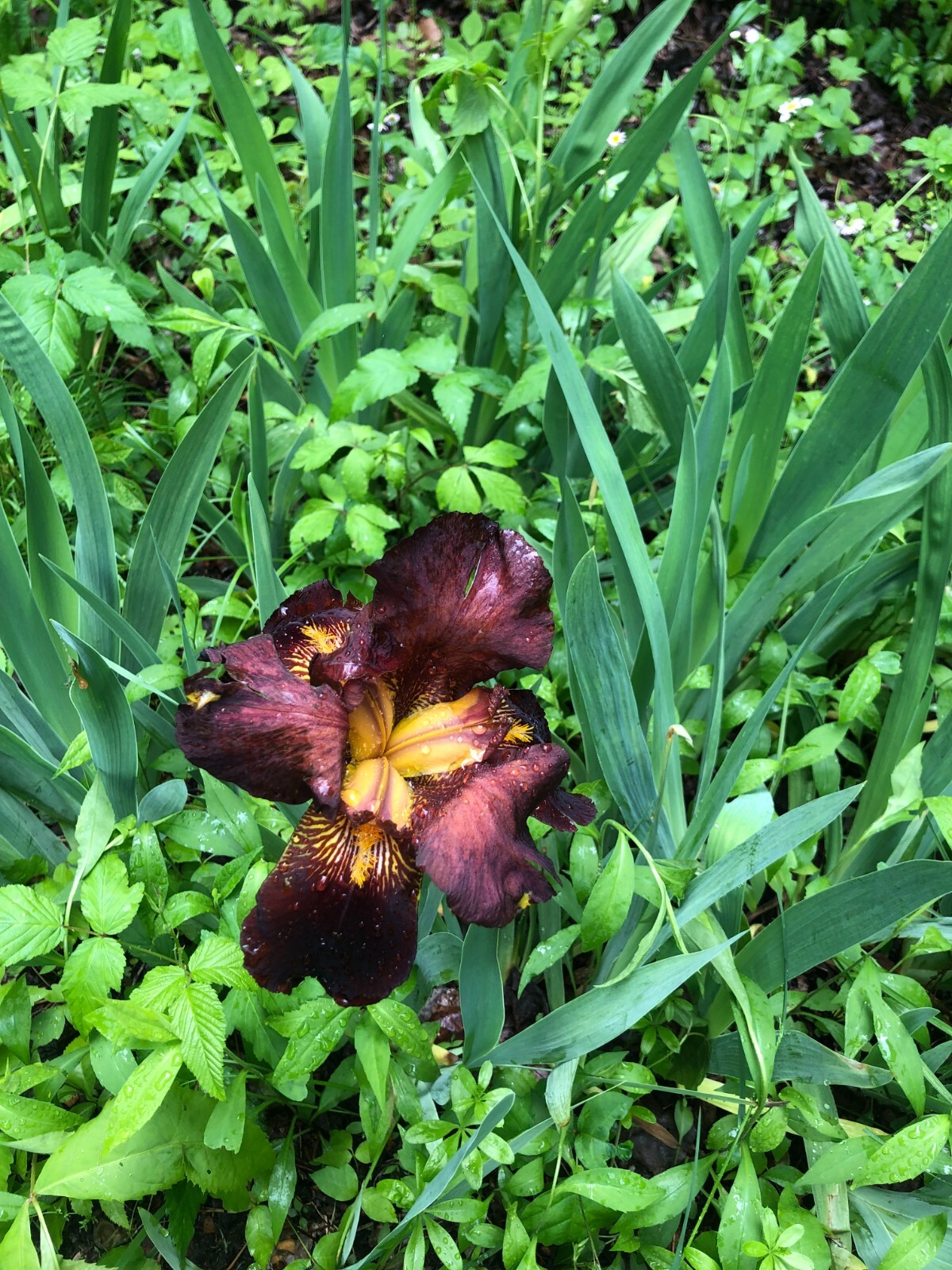 BEARDED IRIS BULB BURGUNDY AND YELLOW SPRING FLOWER (Bonus Gift)