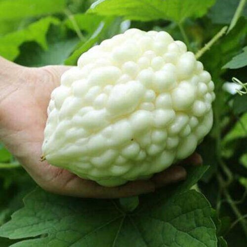 20 Seeds Very RARE WHITE APPLE BITTERMELON F1 Seeds from Known You
