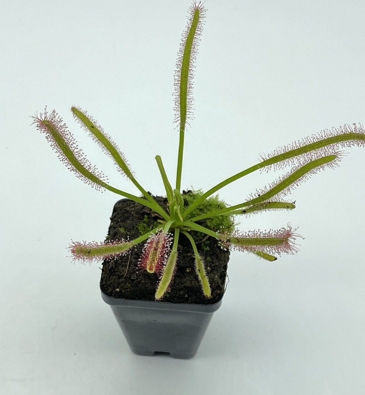 carnivorous plants starter kit Drosera Capensis Alba(1), Pink Flower(1), VFT(1)