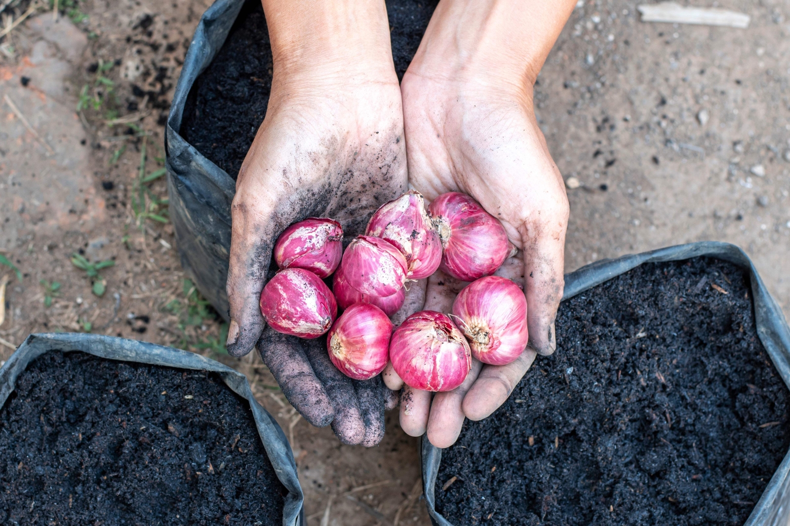 100 SCARLET BANDIT BUNCHING ONION Red Allium Cepa Vegetable Seeds