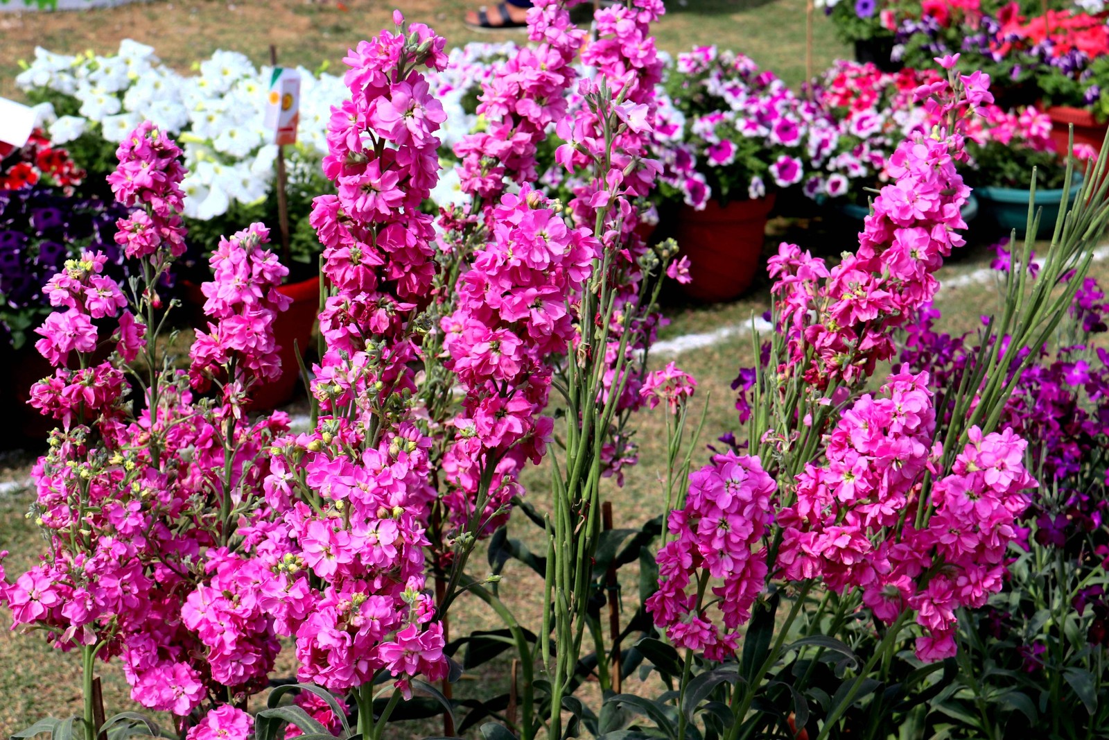 50 MIXED COLORS STOCK Matthiola Incana Ten-Week Gillyflower Blue White Pink Red
