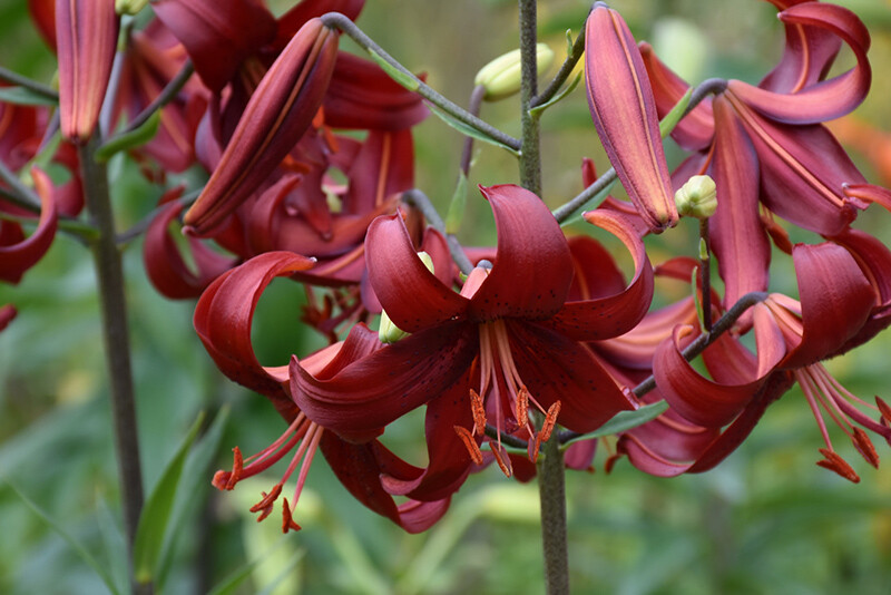 RED VELVET HUMMINGBIRD LILY FLOWER BULBS 4-5 FT TALL PERENNIAL LIVE PLANT FEEDER
