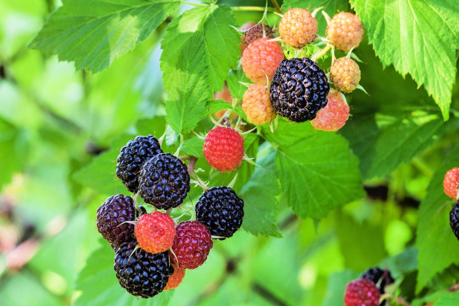 50 WHITEBARK Black RASPBERRY Western Blackcap Rubus Leucodermis Fruit Berry Seed
