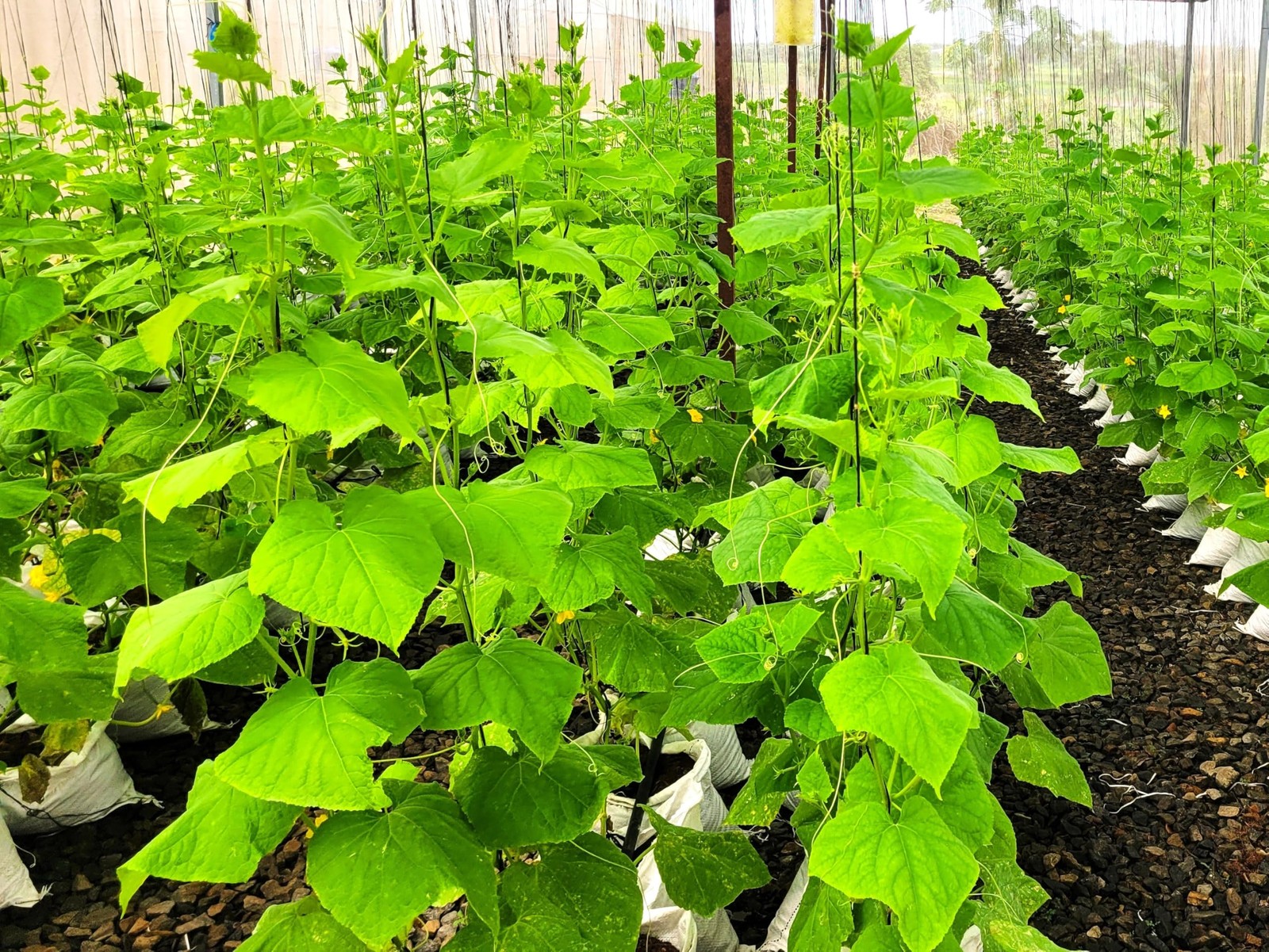 Burpless Cucumber Seeds – Improved English Telegraph – 30+ Count – for Fresh