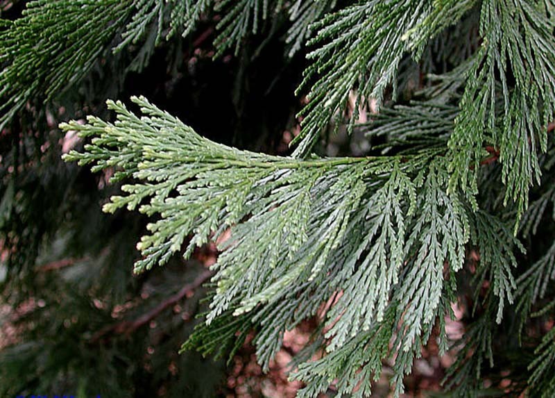 Incense Cedar, Calocedrus decurrens (Libocedrus decurrens), Tree Seeds