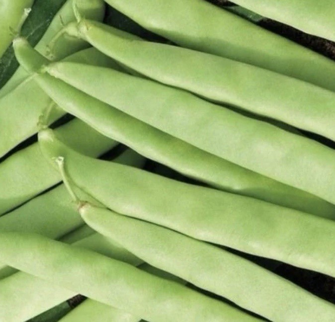 Organic black beans, flat, meaty and tender , 15 seeds