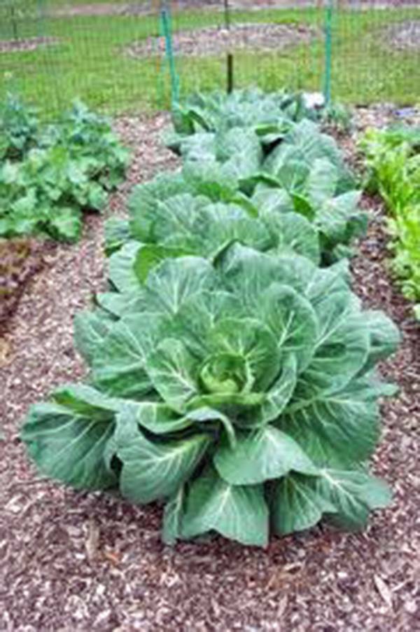 COLLARD GREENS SEED, VATES, HEIRLOOM, NON GMO,200+ SEEDS, COLLARD GREEN