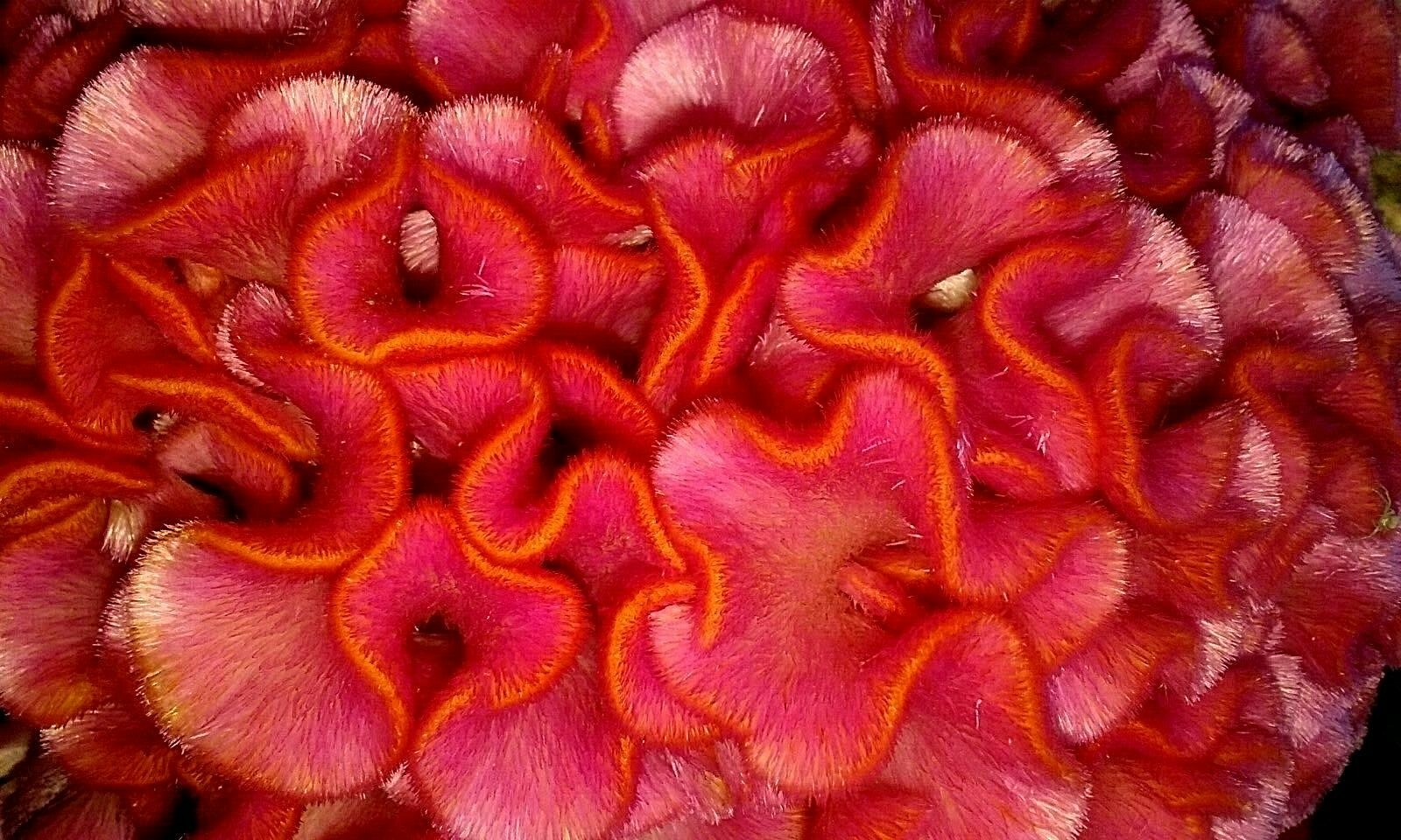 Pink with Orange Tips Brain Celosia Seeds Comb. S/H
