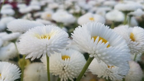 200 White Bellis Perennis Enorma Flower Seeds | English Daisy | Medicinal Herb