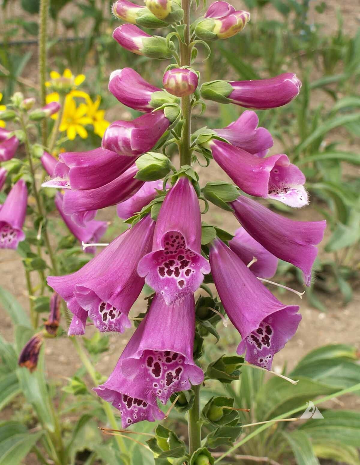 HUMMINGBIRD NECTAR Bulk Wildflower Mix Perennials & Annuals Non-GMO 5000 Seeds