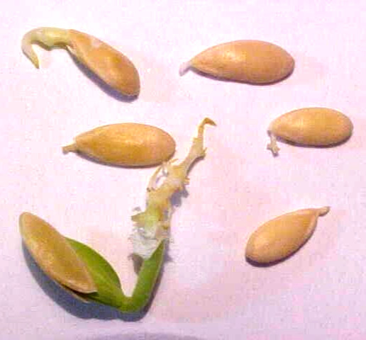 WORLD KNOWN 150 SEEDS PECOS CANTALOUPE MELON SAID TO BE SWEETEST CANTALOUPE