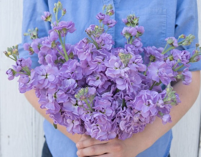Stock Variety: Cherry Blossom, Lavender Blue, Yellow, Apricot, Purple, Ruby