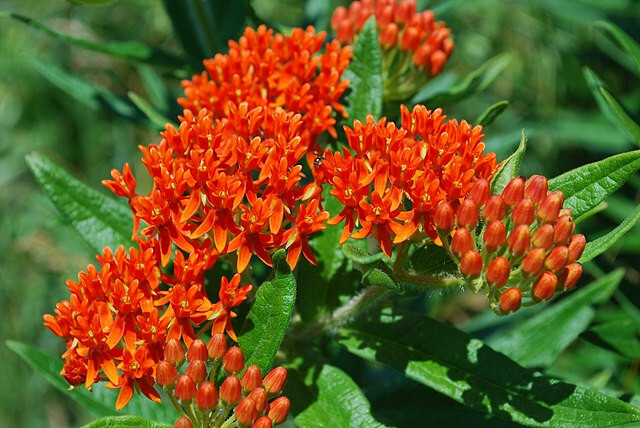 MILKWEED 100 SEEDS, ASCLEPIAS TUBEROSA, ORANGE BUTTERFLY WEED, EZ TO GROW.