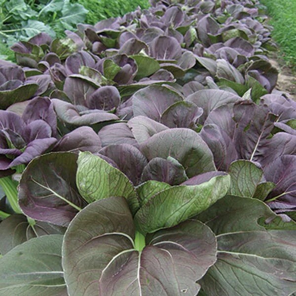 Purple/Green Bok Choy F1 hybrid Cabbage Seeds 40~45 days. Shanghai Pak Choy