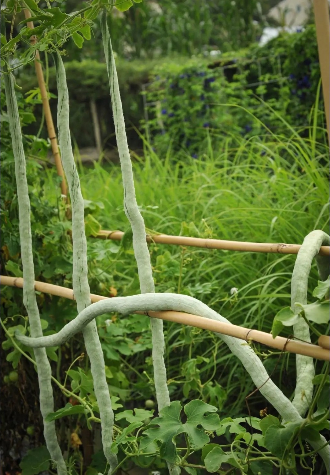 Snake Bean Seeds (20) / Siuper Rare / Non-GMO / Distinct Flavor / Gourd