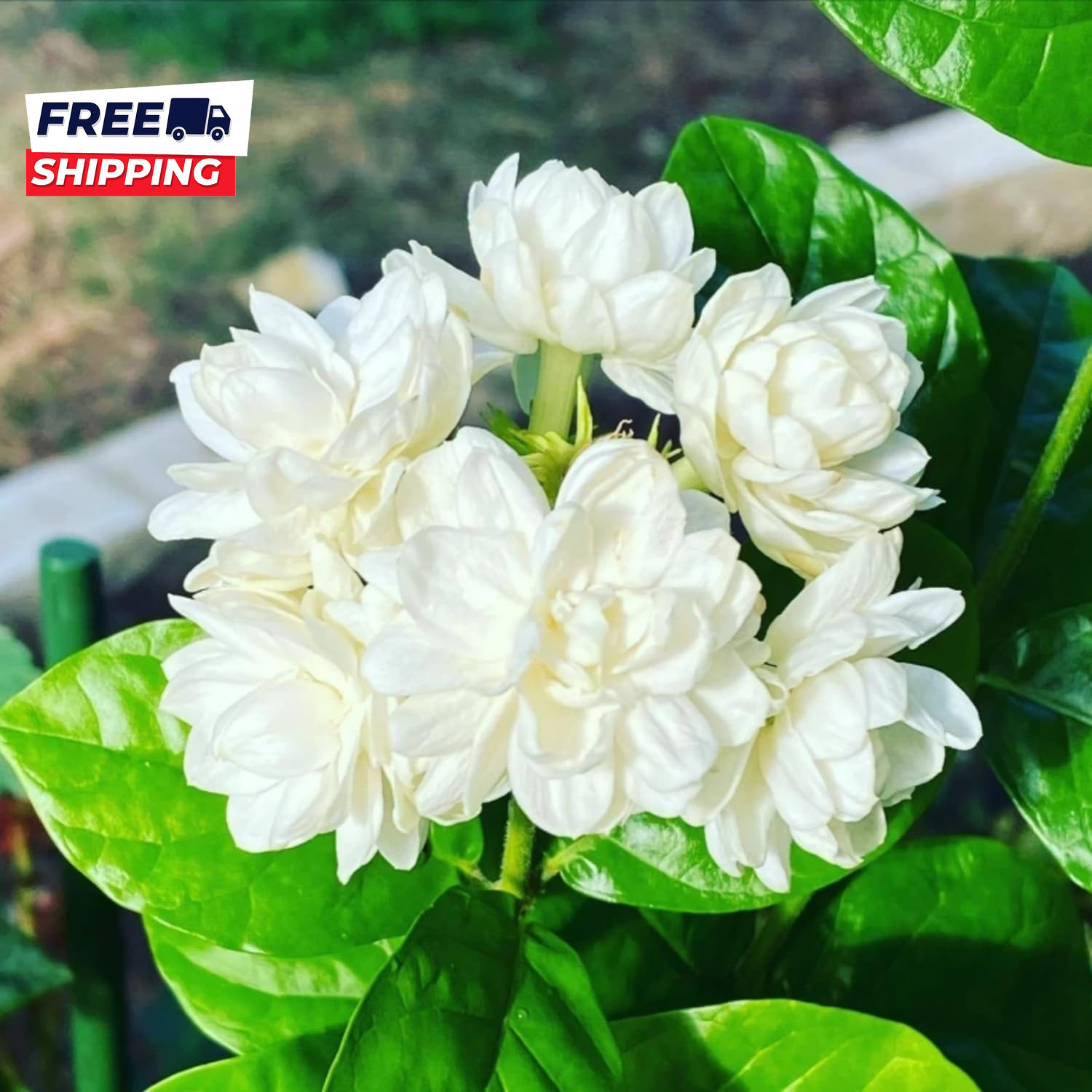 200+ Climbing Jasmine Flower Seeds for Planting Fragrant Plant Seeds Non-Gmo