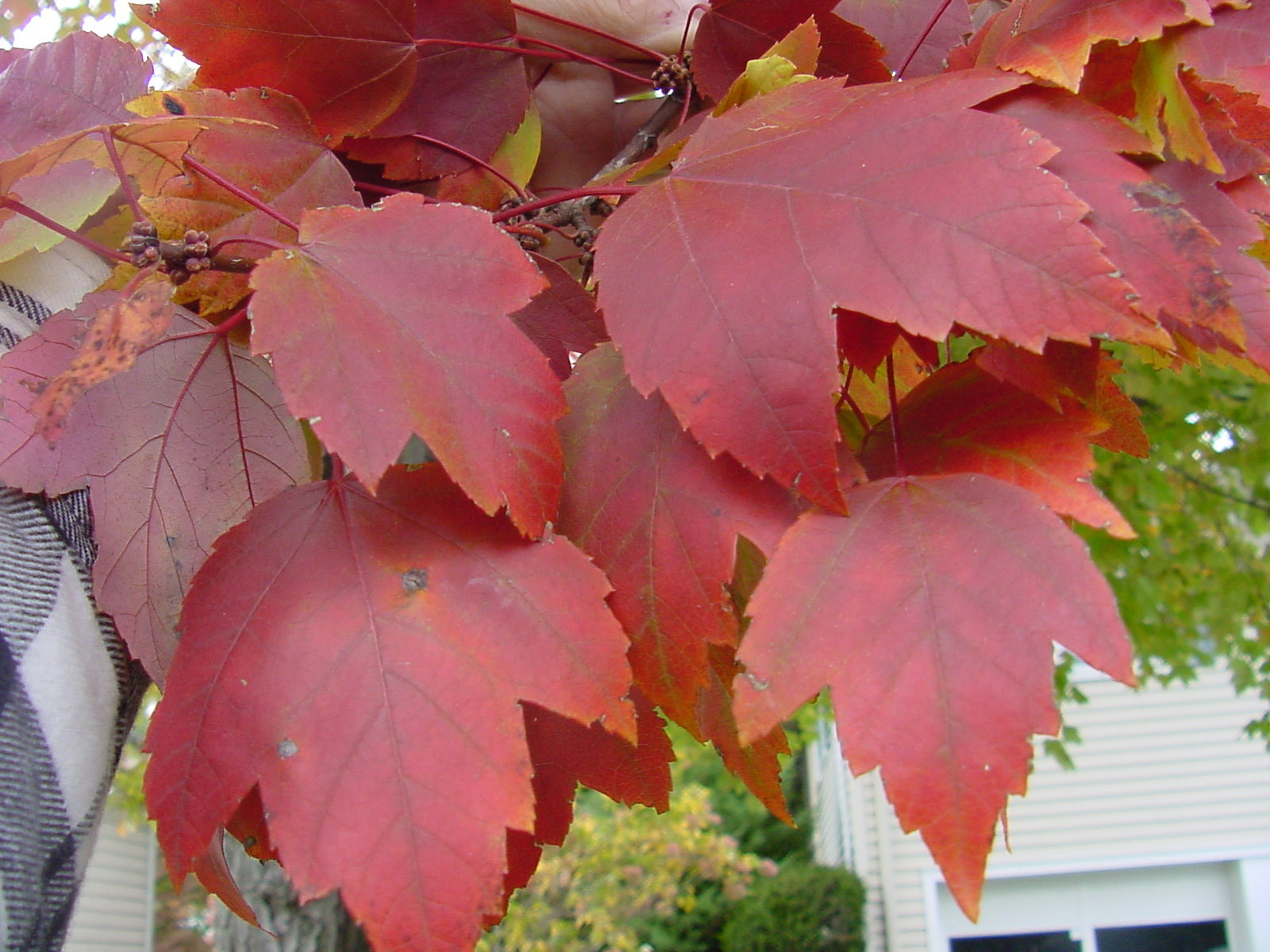 Red Maple, Acer rubrum, (Northern Source) Tree Seeds (Fast, Fall Colors)