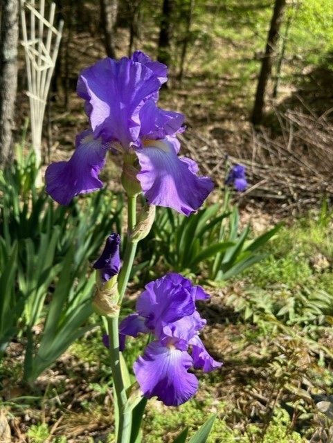 1 purple Bearded Iris Rhizome root ~ Bulb ~Rhizomes ~ Tall Heirloom