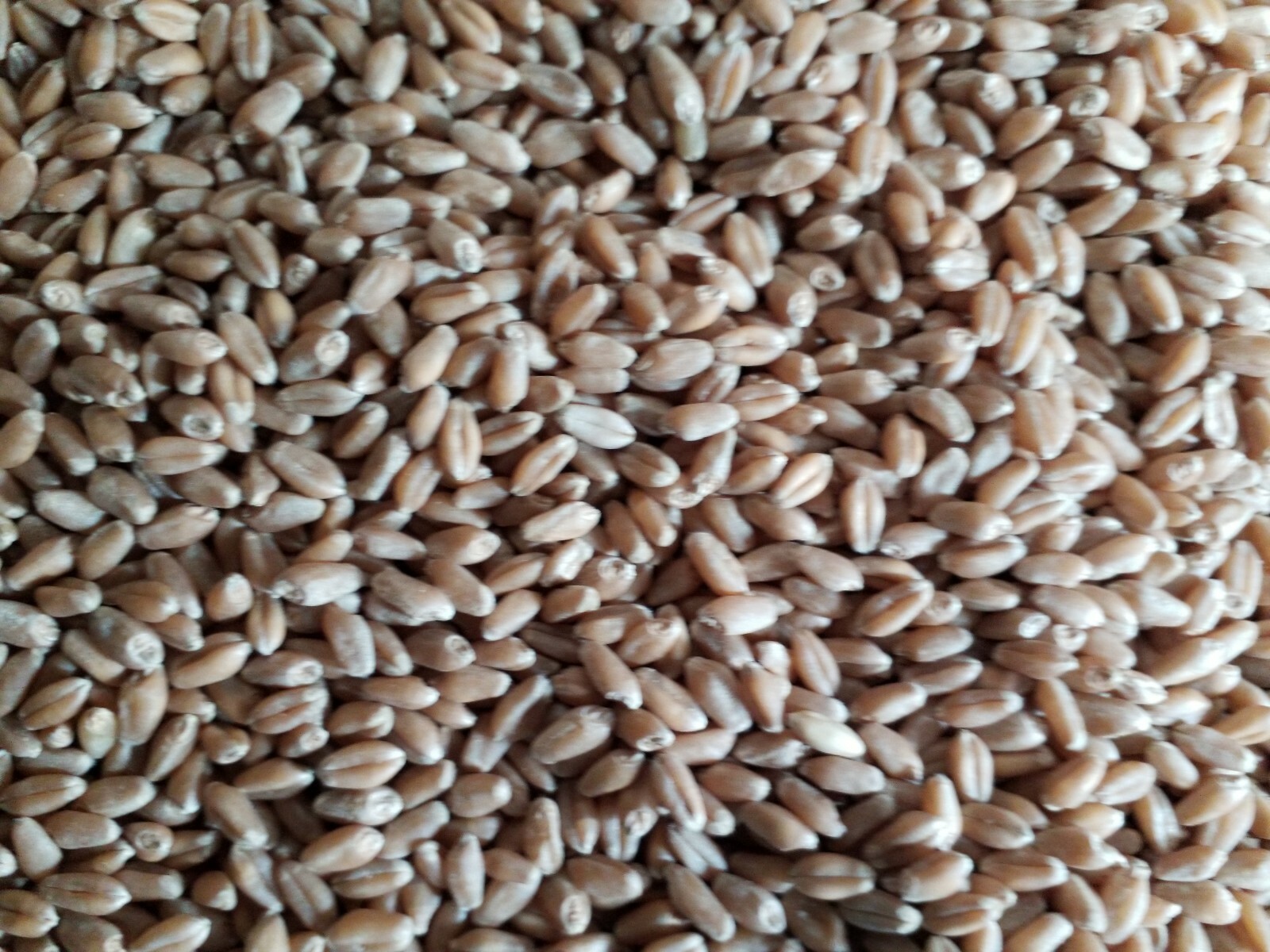 1 Lb (16 ounces) Semillas de Trigo Orgánicas/Organic Wheatgrass Seeds