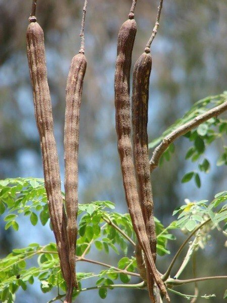 Moringa oleifera | Miracle Tree | Drumstick Tree | Horseradish Tree | 25 Seeds