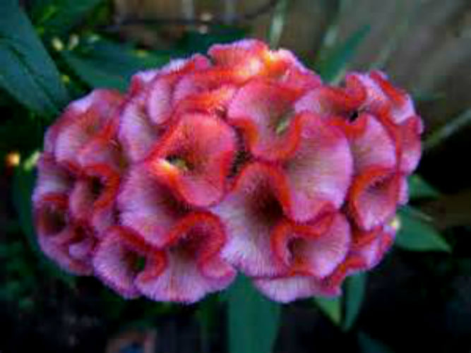 Light Pink Brain Celosia! 25 SEEDS! 2-4 ft tall Comb.S/H! OLD AMISH PLANT!