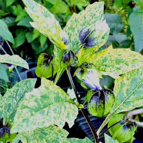 rare variegated shoofly plant 100 seeds, Nicandra Phsalodes Var. Splash of cream