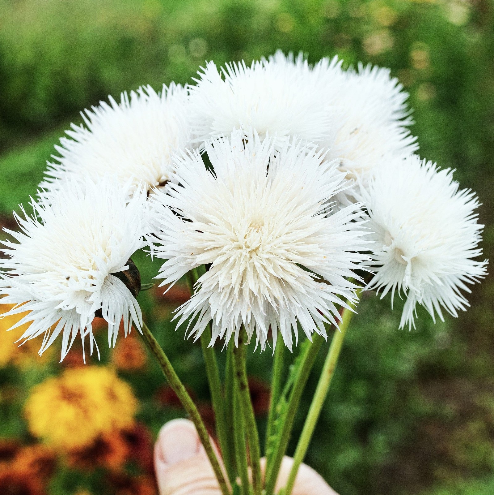 The Bride White Sweet Sultan Seeds – For 2025 Planting Centaurea Amberboa Fluffy