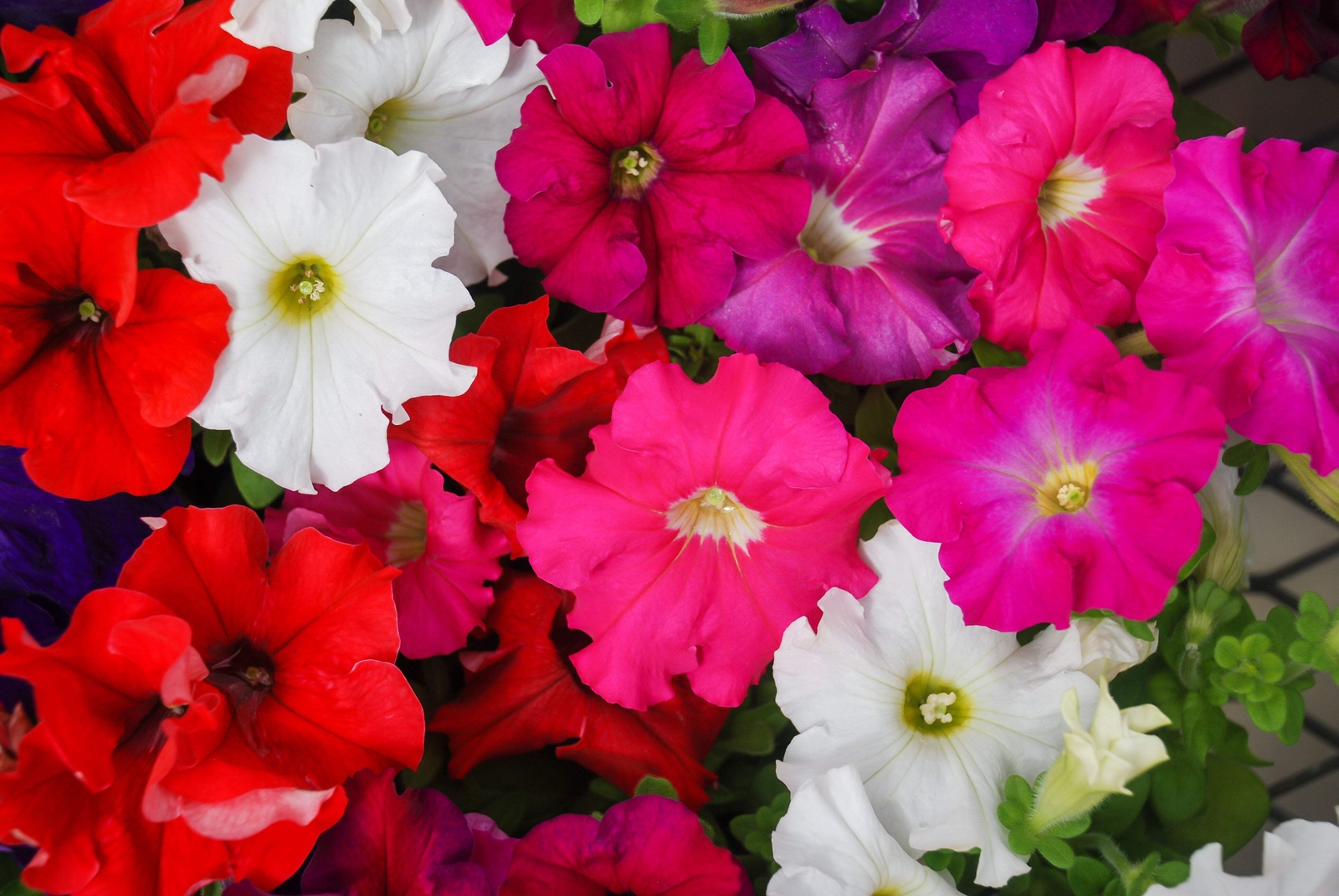 250 Mixed Colors DWARF PETUNIA Pink Red Purple White Yellow Bicolor Flower Seeds