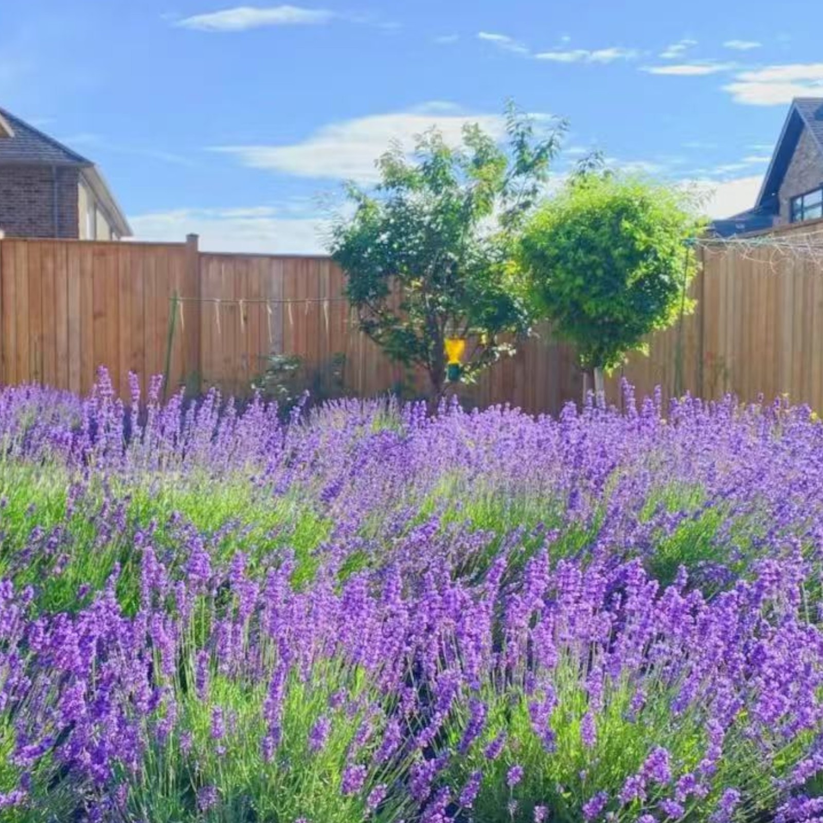 1000 Lavender Seeds – Fragrant Perennial Herb for Gardens Borders Zones 5–9