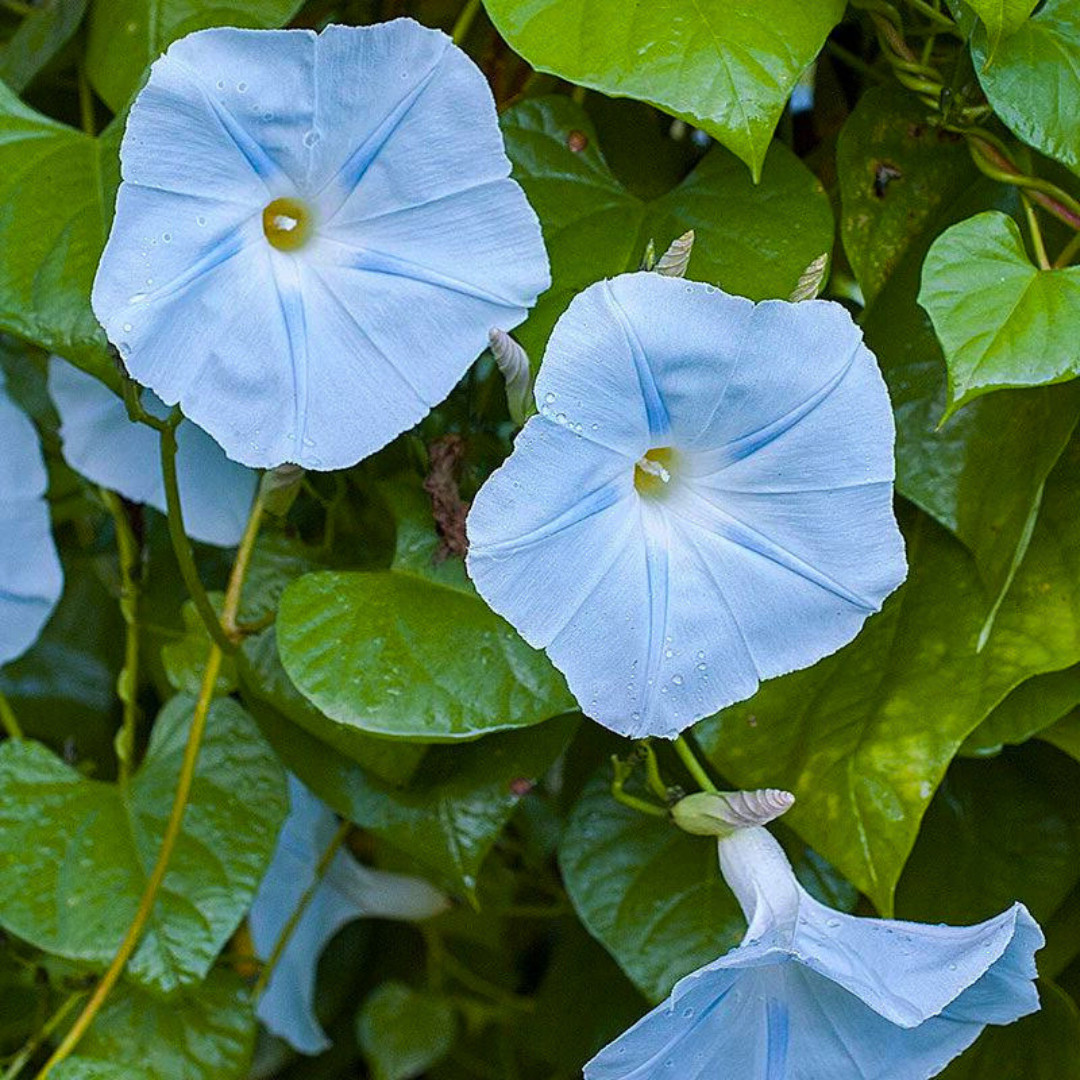 Fresh Premium Morning Glory Seeds | Blue Star | Heirloom Non-GMO | Flower Seeds