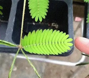 Sensitive Plant (Shameplant) Seeds – For 2025 Planting React To Touch