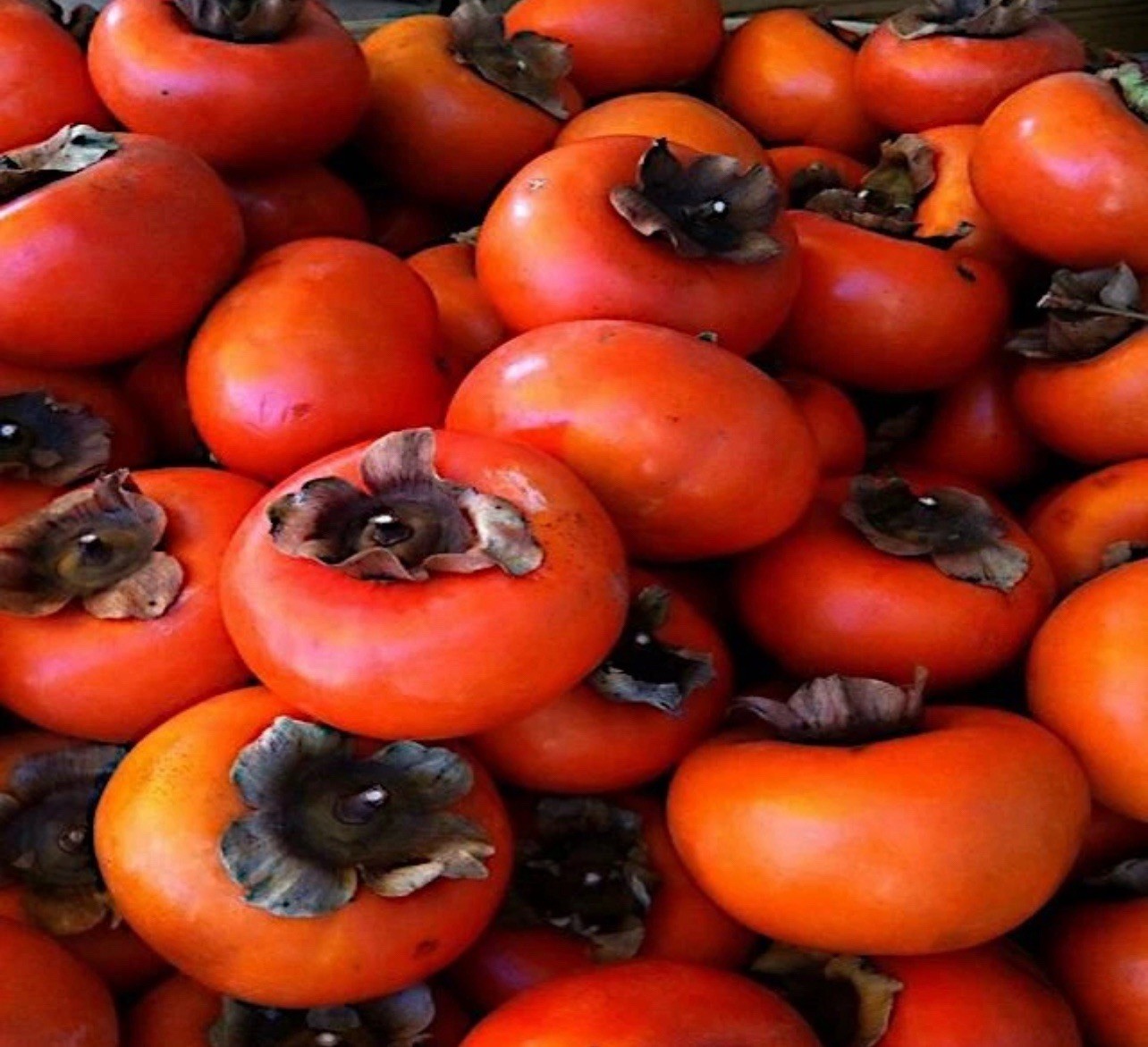 10 JAPANESE PERSIMMON TREE SEEDS (Diospyros Kaki) Asia Hardy Garden Fruit Plant
