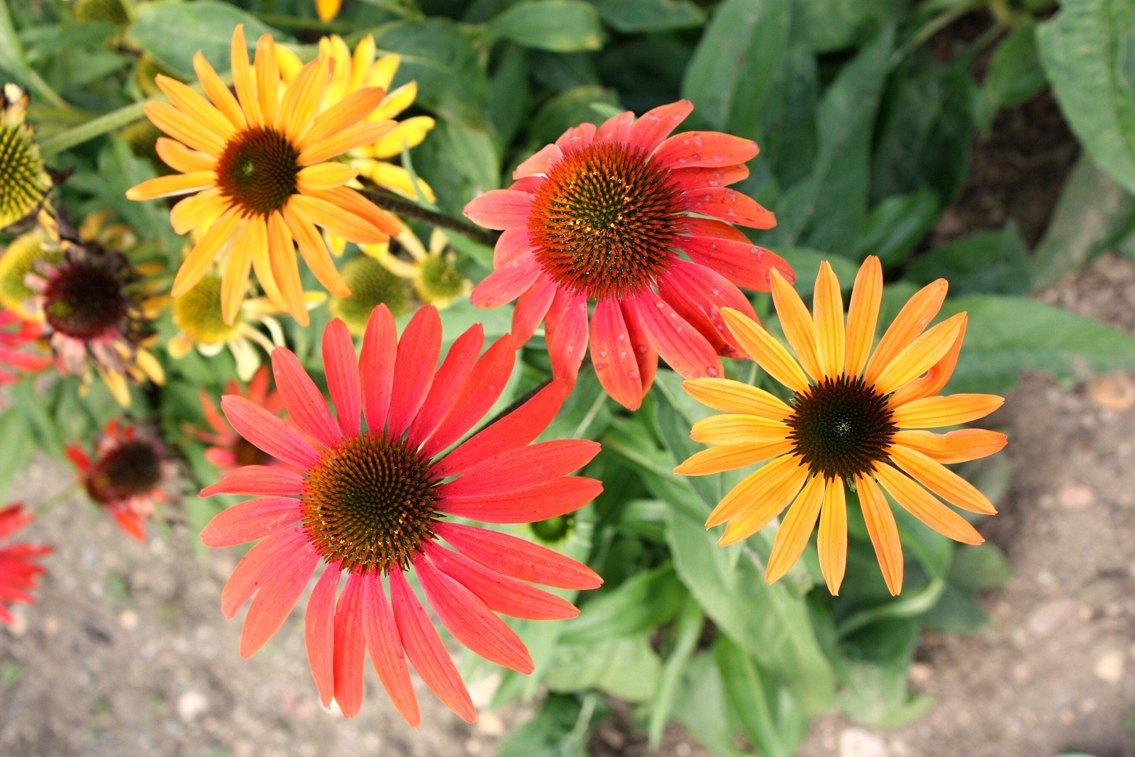 25 CHEYENNE SPIRIT CONEFLOWER Echinacea Orange Red Yellow Purp Pink Flower Seeds