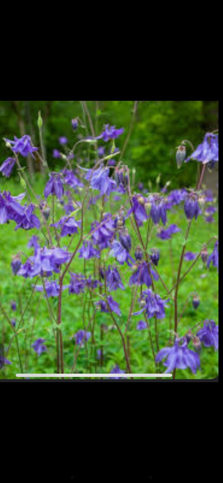 100+ Columbine Seeds 2024 Mixed Blue Purple Pink Flower Spring Perennial in USA