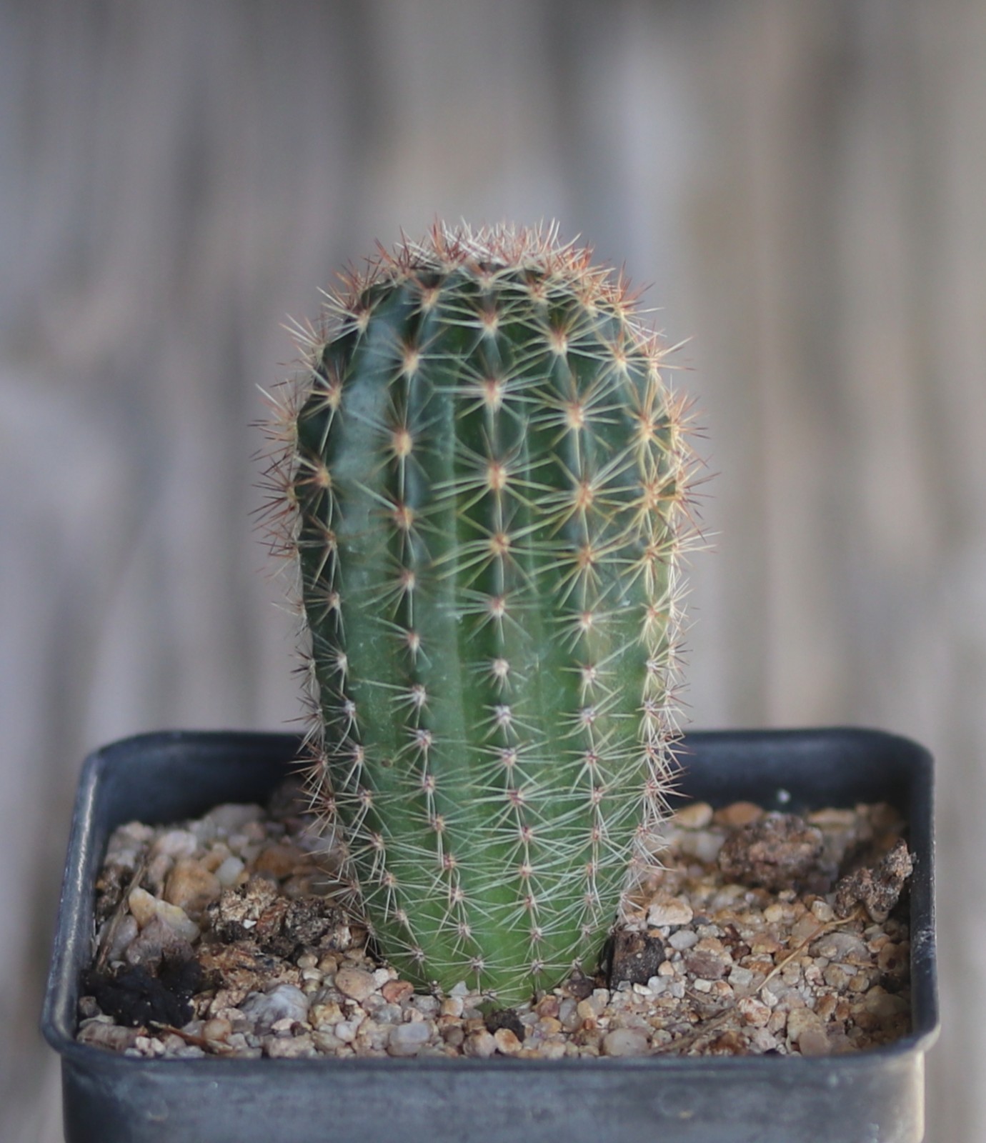 Echinopsis hybrid ‘Peach Festival’