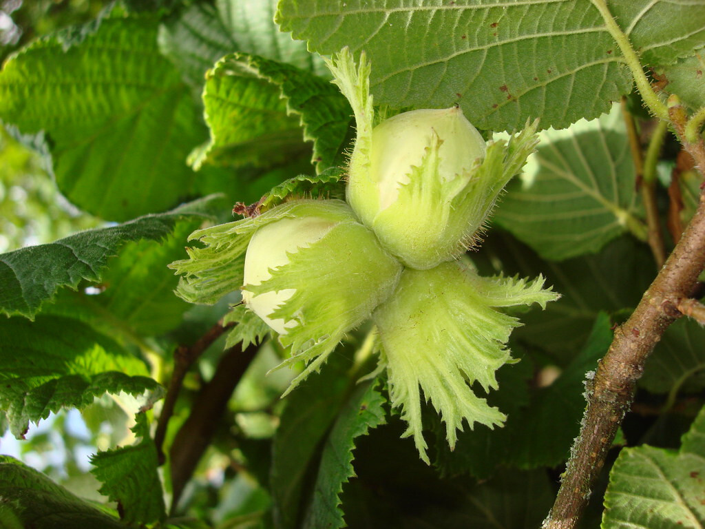 Yamhill Hazelnut 1 Season Old Sapling
