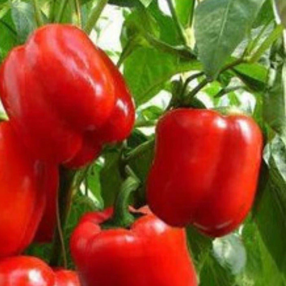Big Red Sweet Pepper Seeds | NON-GMO | Heirloom | Fresh Garden Seeds