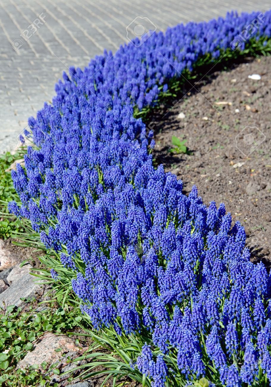 MUSCARI ARMENIACUM~GRAPE HYACINTHS~FLOWER BULBS FRAGRANT PERENNIAL SPRING BLOOMS