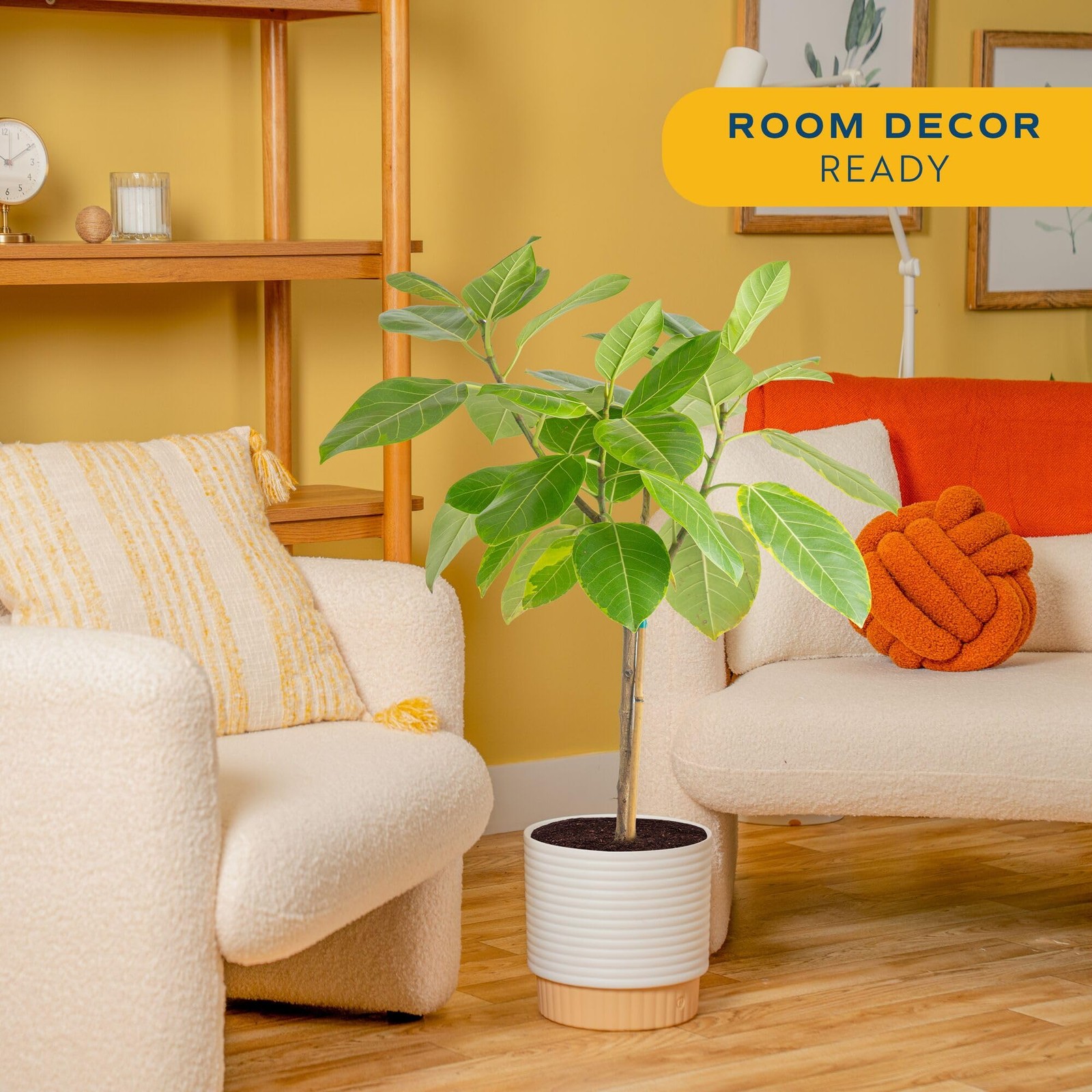 Ficus Audrey Tree Live Plant in Decorative Pot, Large Indoor Houseplant, Perf…