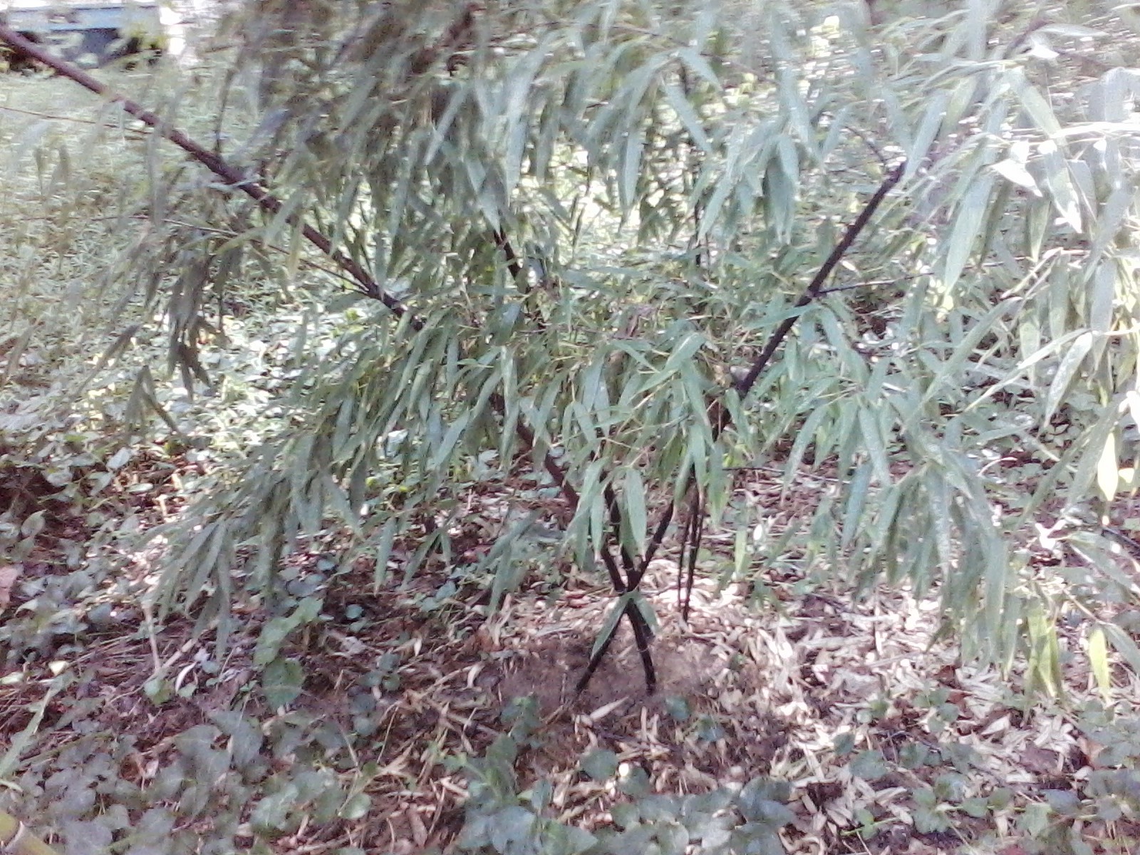 1 foot Phyllostachys nigra BLACK BAMBOO PLANT RHIZOME