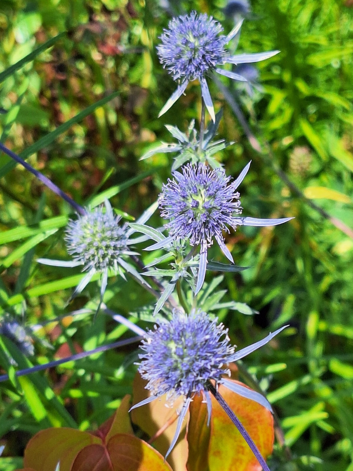 SEA HOLLY 100 SEEDS, ERYNGIUM, METALIC BLUE FLOWERS, mariesgreengarden