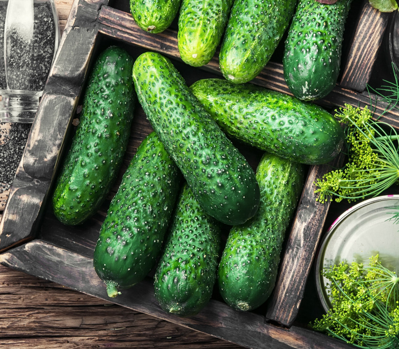 Boston Pickling Cucumber Seeds, NON-GMO, ORGANIC, HEIRLOOM – Free Shipping!