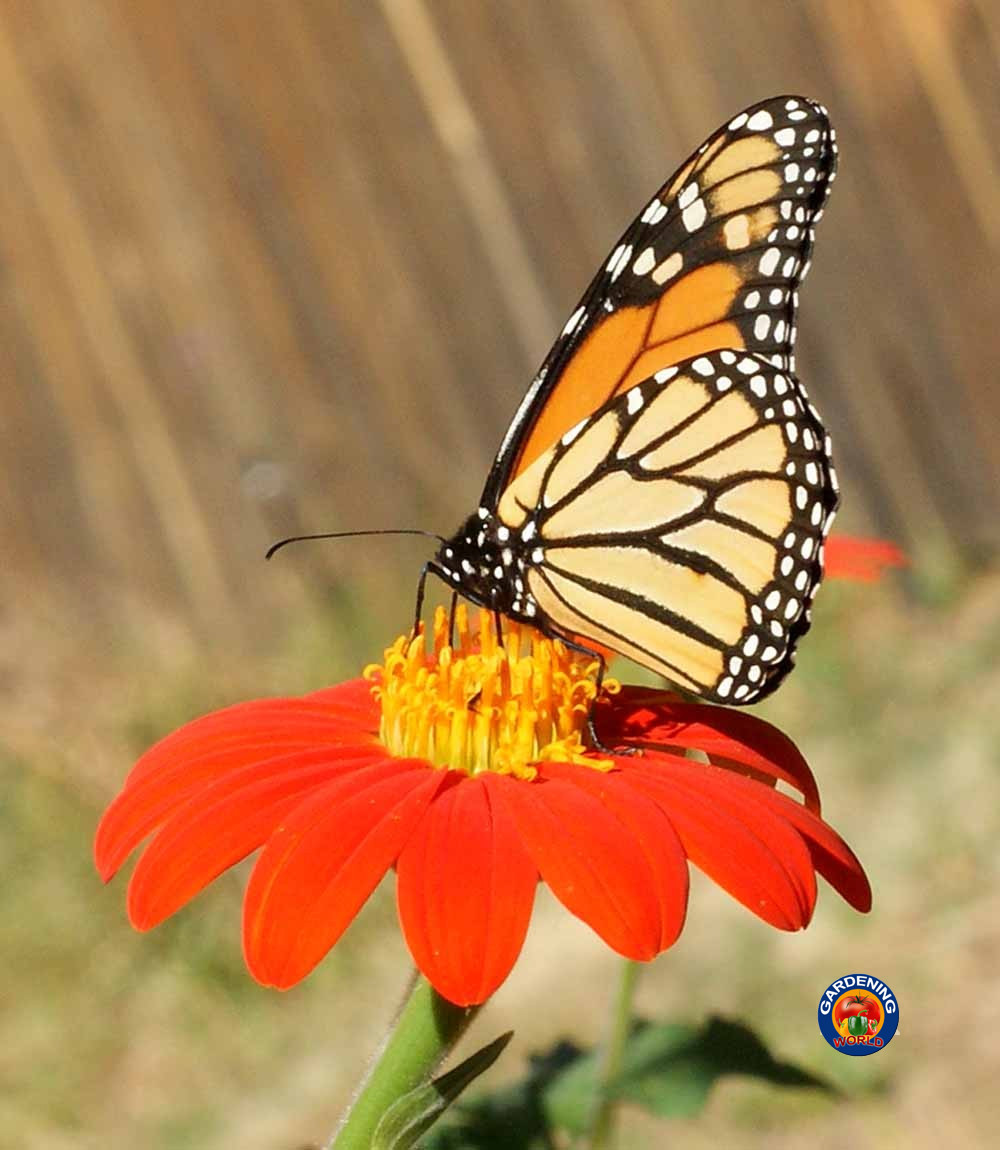 250 Mexican Sunflower Tithonia Rotundifolia Flower Seeds